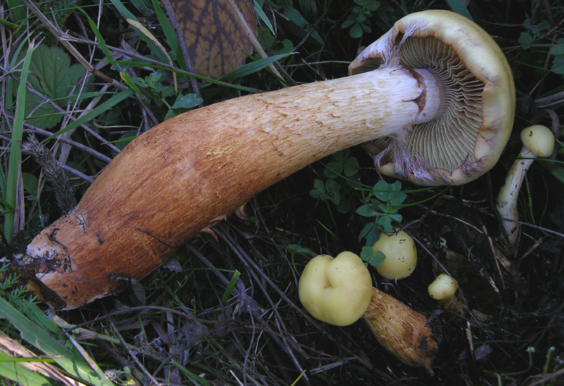 Pholiota da guinnes.......